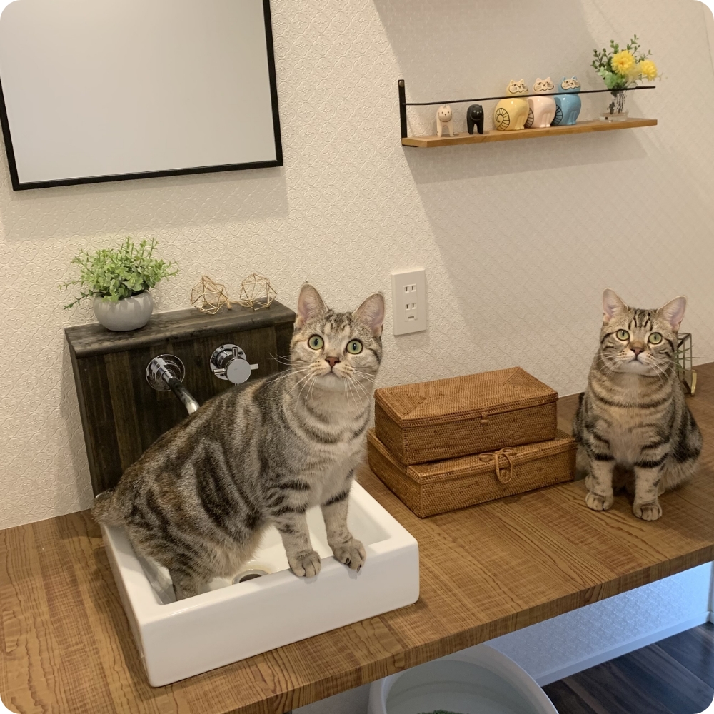 3階のトイレに猫用トイレが3台置けるスペースを設置。１階のトイレは、来客のための人間専用のトイレ。