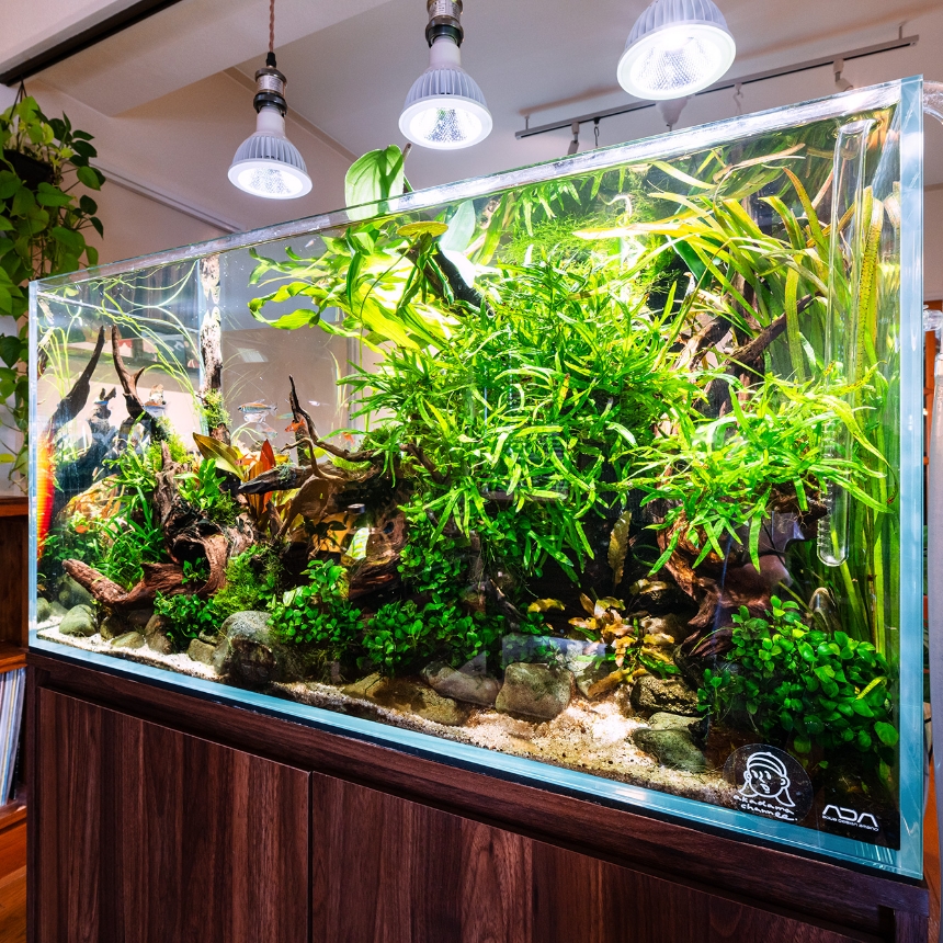 360度眺められるよう部屋の中央に90㎝の水槽を設置。大きな水槽は水質が安定するためトラブルが少なく、実は初心者に向いているそう。