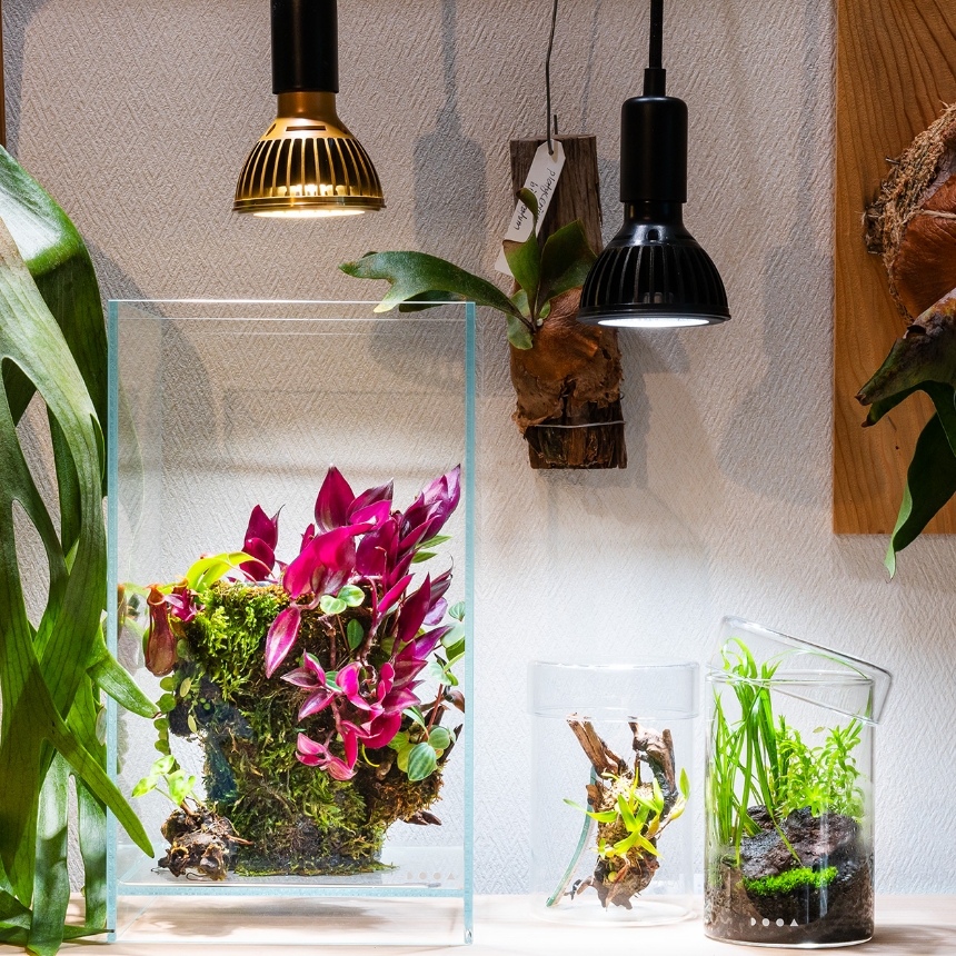水生植物の中には、水上に葉を出して育つものも。そういう種類を選んで水槽に入れて水を浅くすれば、観葉植物よりも管理は簡単。