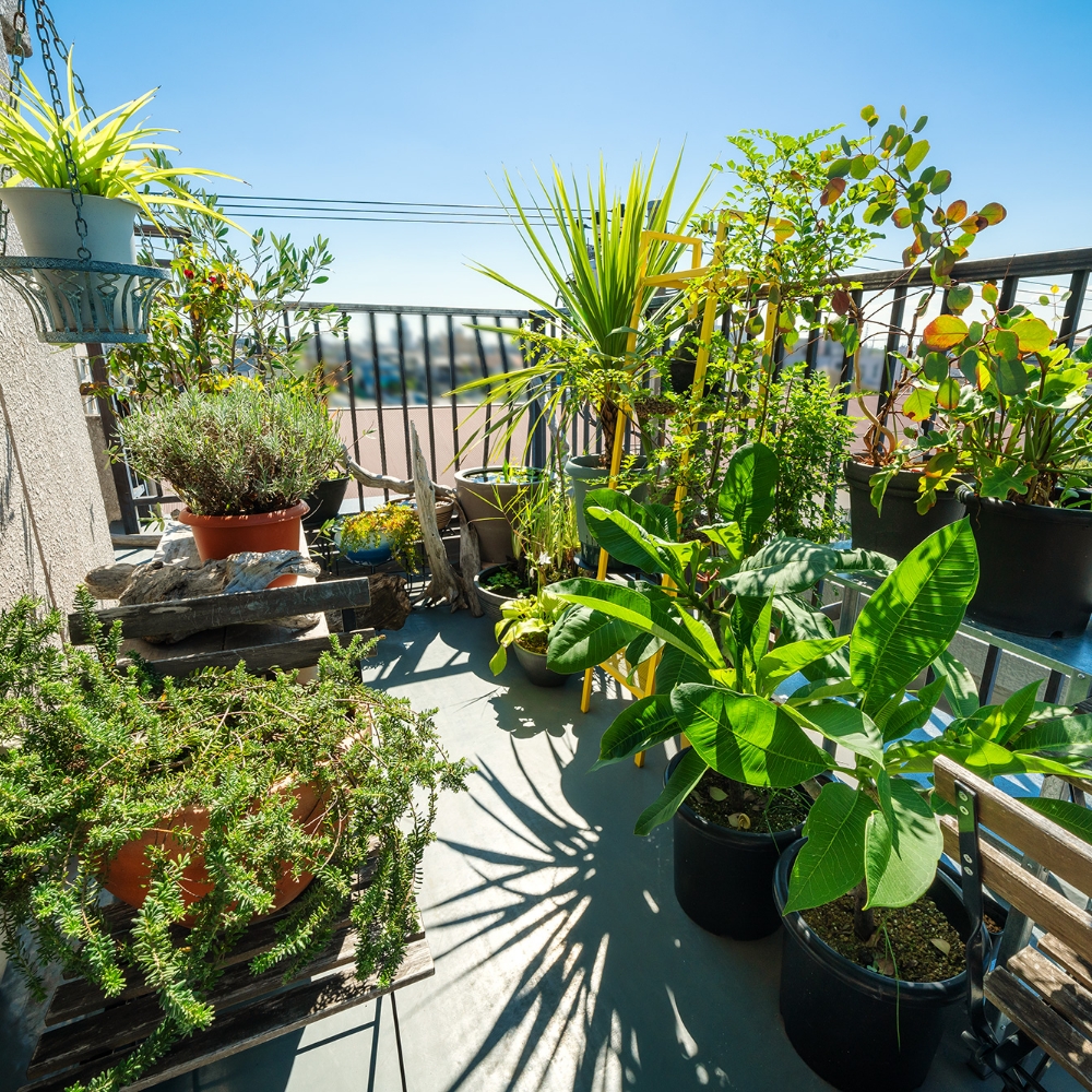 空がよく見える日当たりのよいバルコニーには、自分が好きな植物を置いて。一番奥にはビオトープコーナーを作りました。