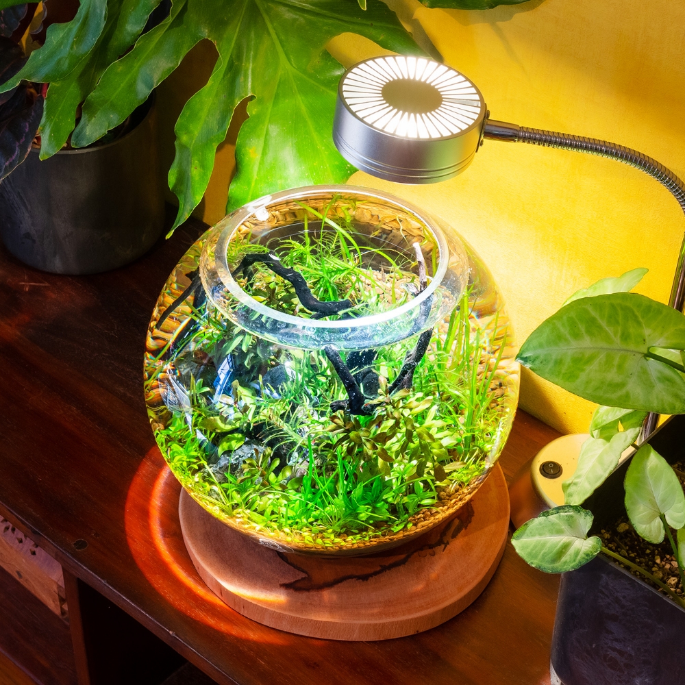 水草の健全な成長のためには、植物育成ライトが必須。最近は小ぶりなもの、おしゃれなものもあり、インテリアの邪魔になりません。