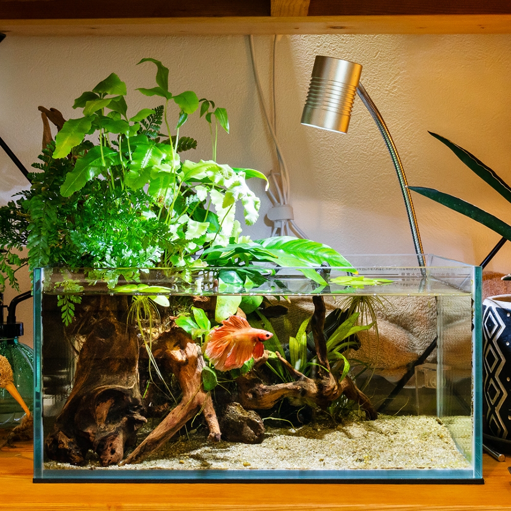 ヒレの美しいベタのいる水槽は△レイアウト。左側は水槽の上に伸びる水草で高さを出し、右側をスッキリさせた直角三角形の構図です。