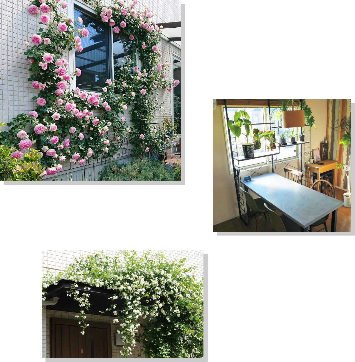 マイホームで癒しが欲しい 部屋に、ベランダに緑を！