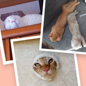 愛猫フォトコン