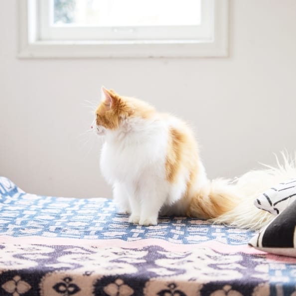 Special Interview 大友花恋