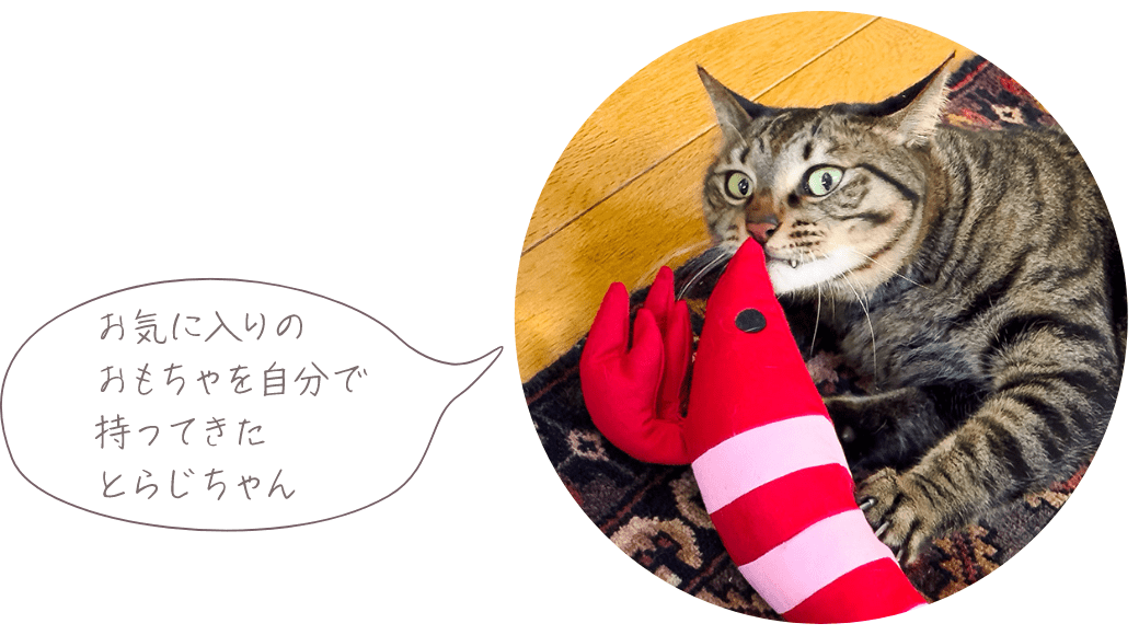 お気に入りのおもちゃを自分で持ってきたとらじちゃん