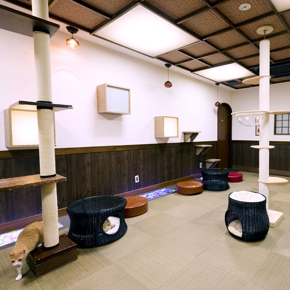 きゃりこ吉祥寺