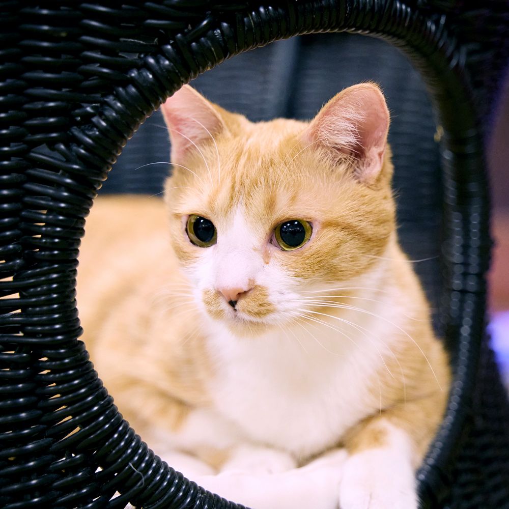 きゃりこ吉祥寺