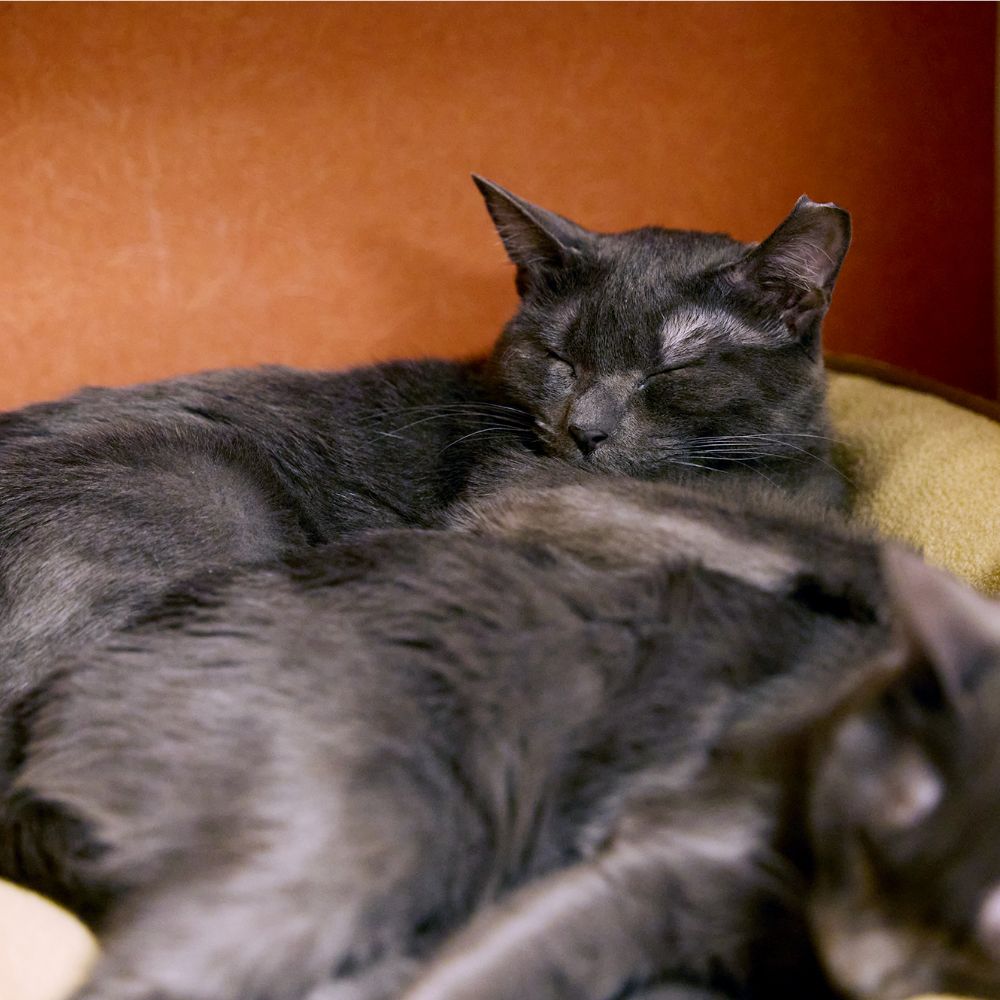 きゃりこ吉祥寺