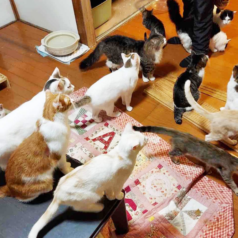 ねこハウス Temple Cat