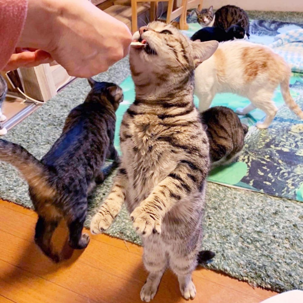 ねこハウス Temple Cat