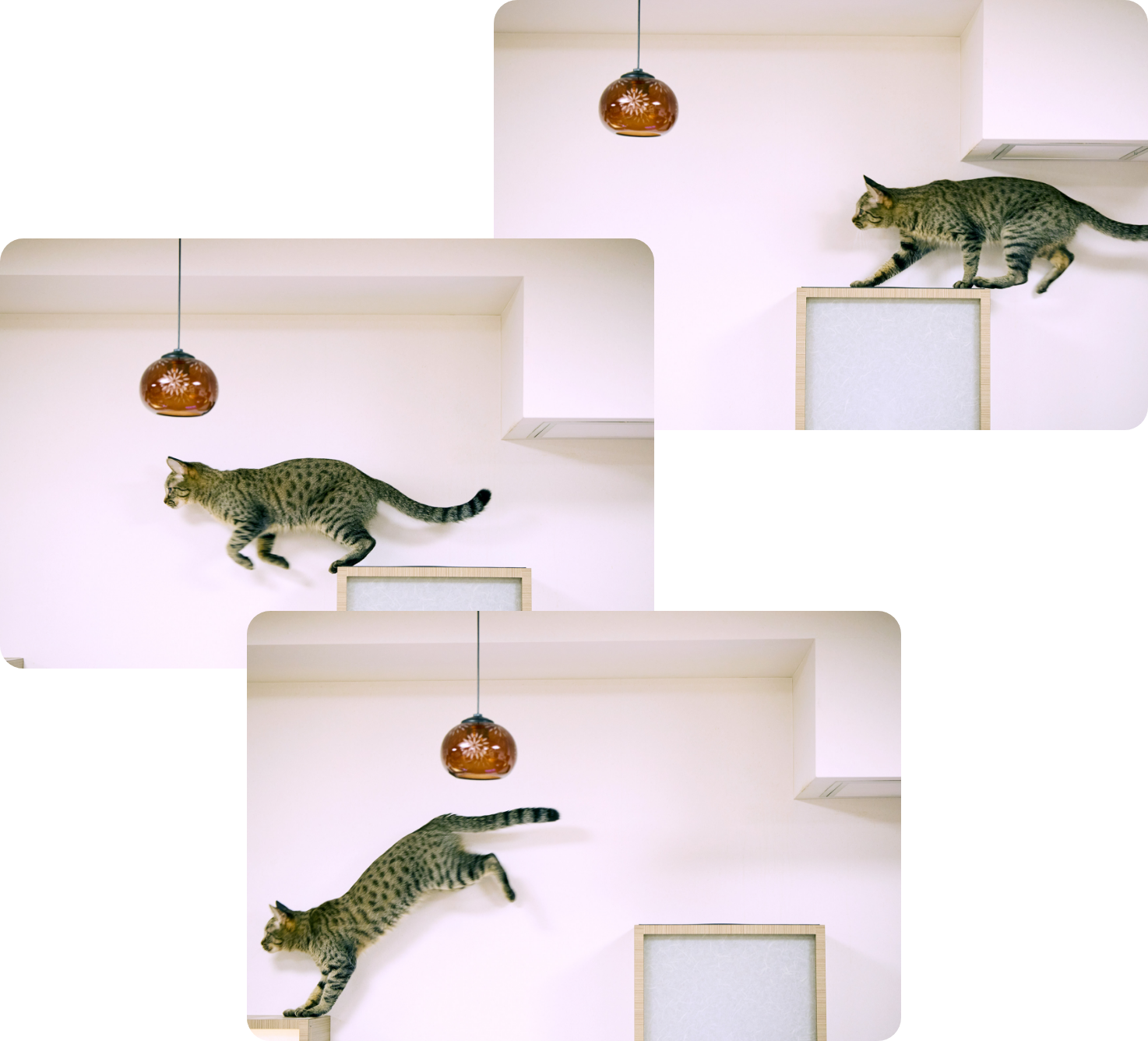 保護猫カフェきゃりこ