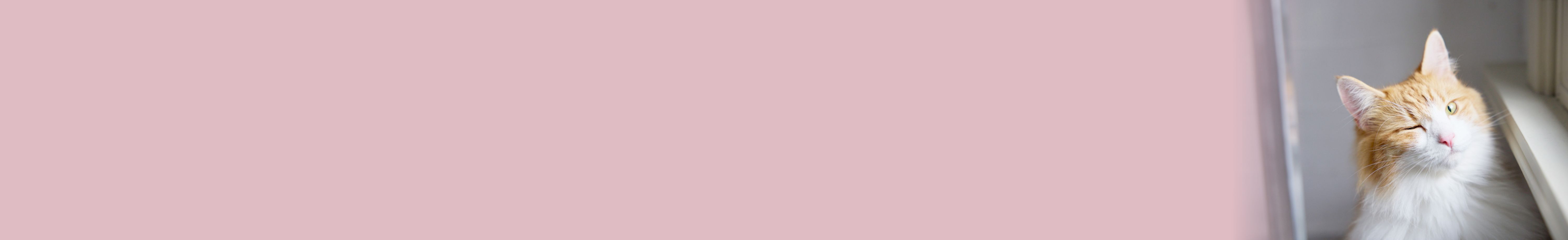 お部屋の実例紹介 猫がくれる幸せ時間