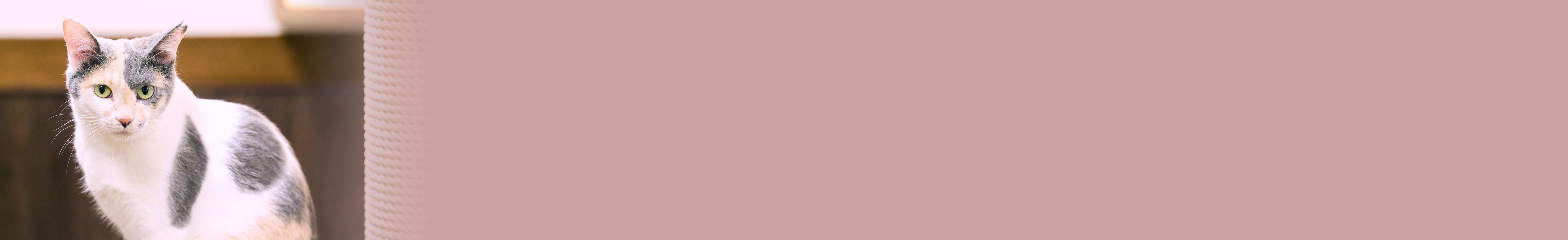 いま住みたい街 猫と暮らしたくなる街