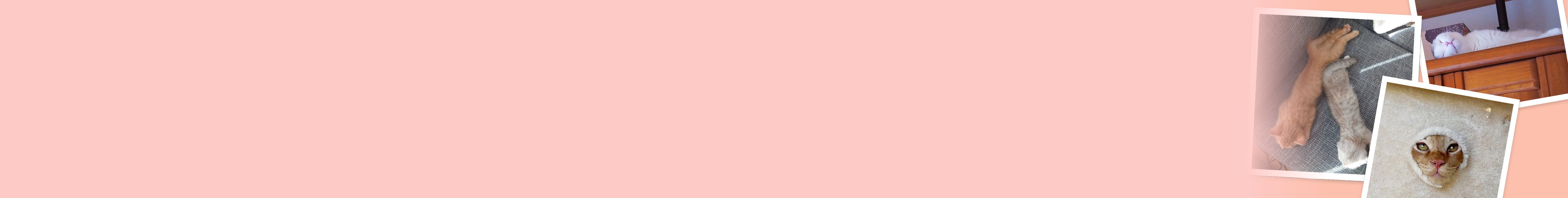 愛猫フォトコン 愛猫フォトコンテスト 2026