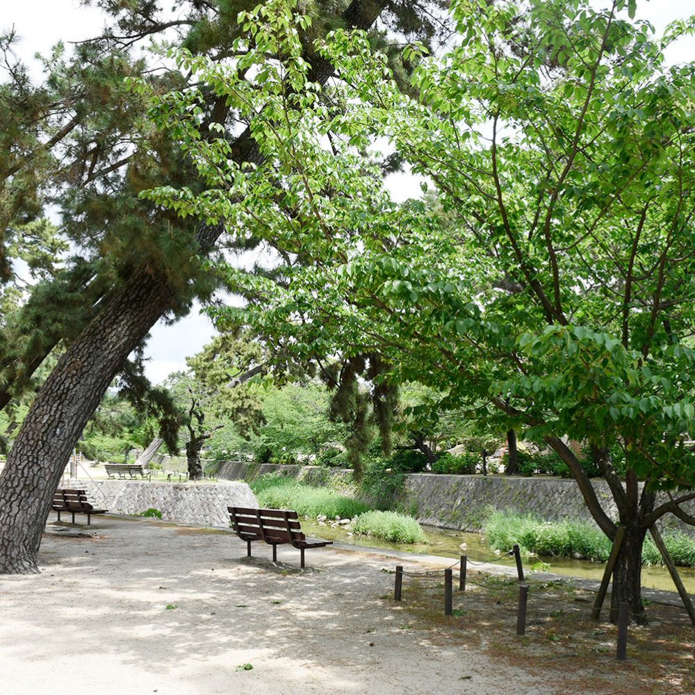 夙川河川敷緑地