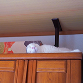 愛猫フォトコン