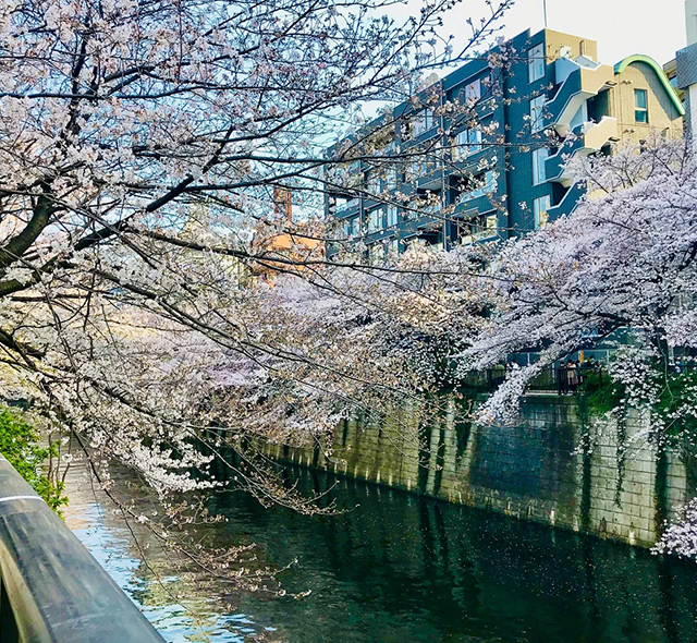 桜並木が有名な「目黒川」