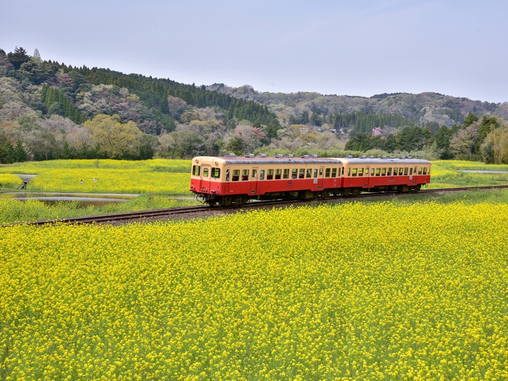 休日には自然やさまざまな生き物と触れ合い過ごせる街・千葉県市原市の住みやすさや治安は？