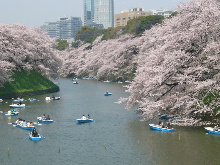 千鳥ヶ淵
©（公財）東京観光財団