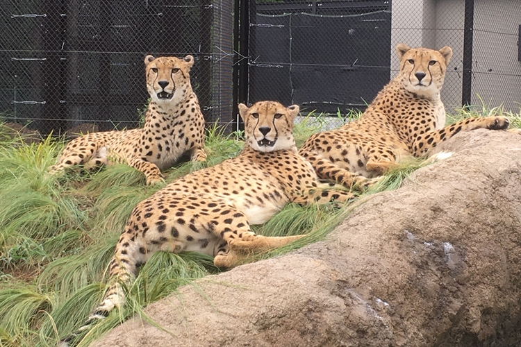 提供：千葉市動物公園