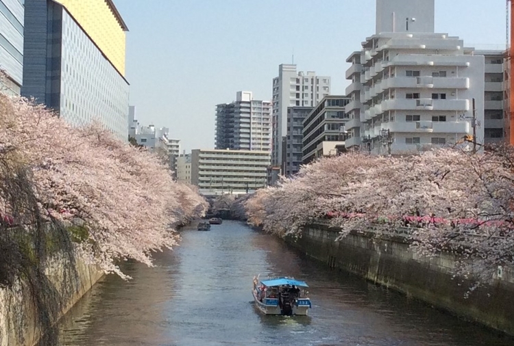 目黒川の桜並木