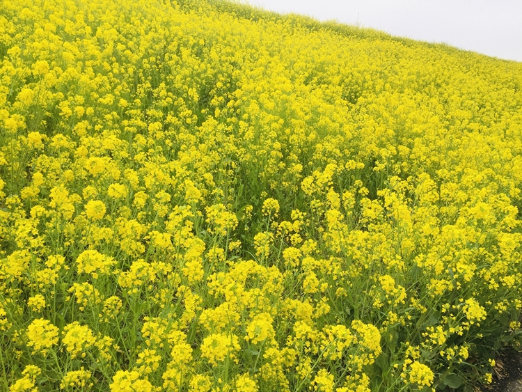 江戸川土手の菜の花
提供：流山市