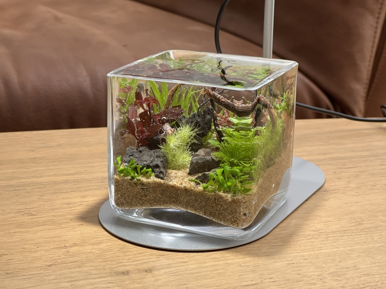小さなボトル内に流木や水草を配置したボトルアクアリウム
aquarium：Syuichirou Suzuki（SENSUOUS）