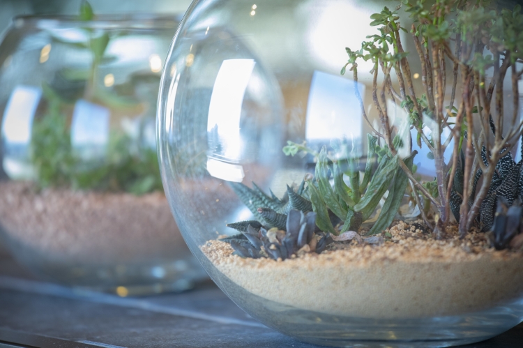 透明な容器のなかで植物を育てるテラリウム