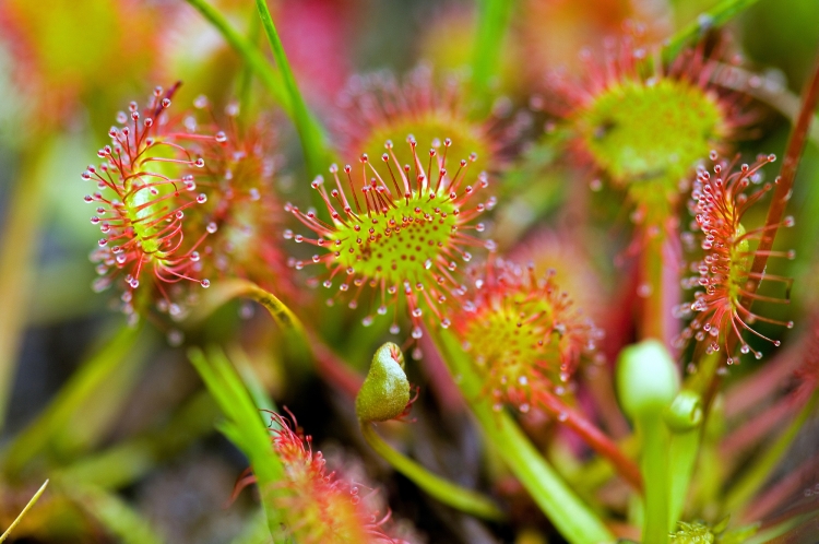 葉にある粘毛から粘液を分泌して虫を捕獲するモウセンゴケ