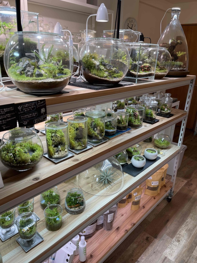 Terrariums杉並本店の店内。ドアを開けると明るい空間に癒しのコケの世界が広がっています