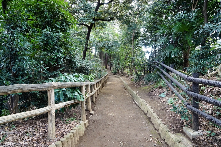 おとめ山公園の雑木林