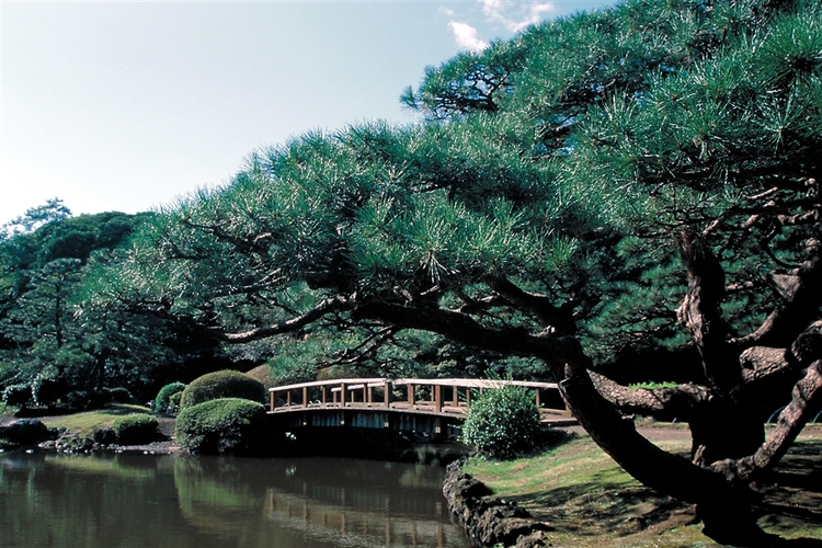 写真提供：環境省新宿御苑管理事務所
新宿御苑の日本庭園
