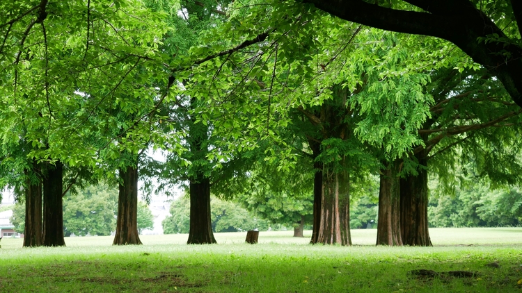 見沼自然公園
