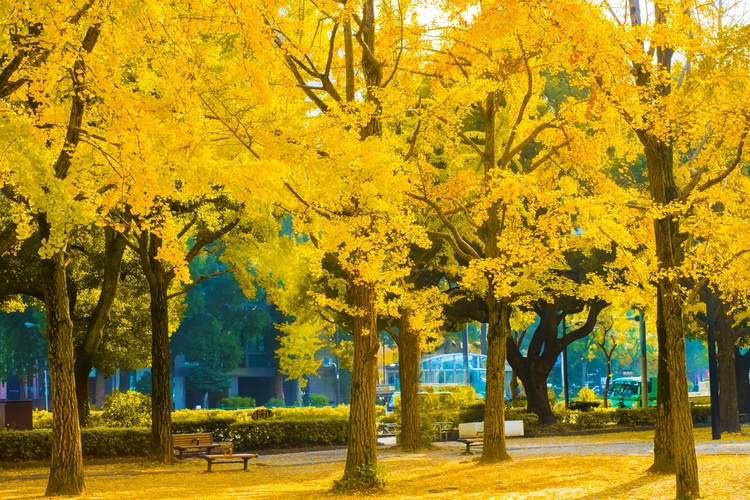 芝公園のイチョウ