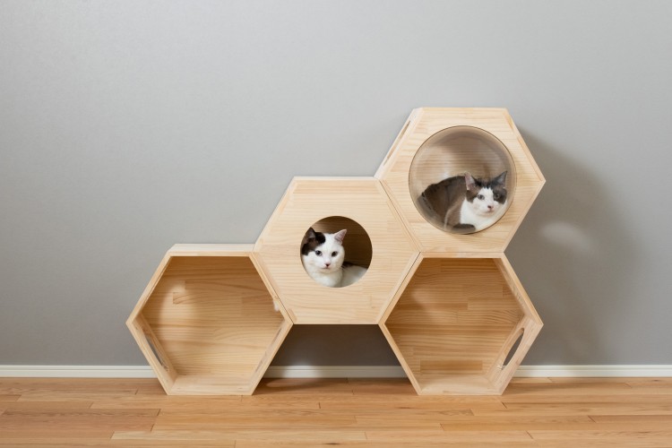 丸い小窓やアクリルキューブからのぞき込む猫がキュート