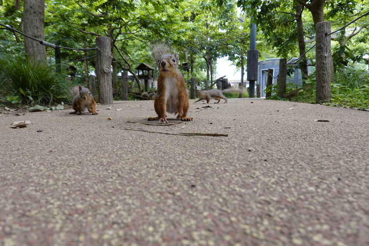 足元を放し飼いのリスが横切っていくリスの小径