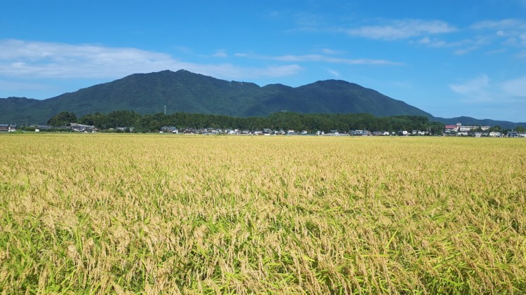 秋になると田んぼが色づく