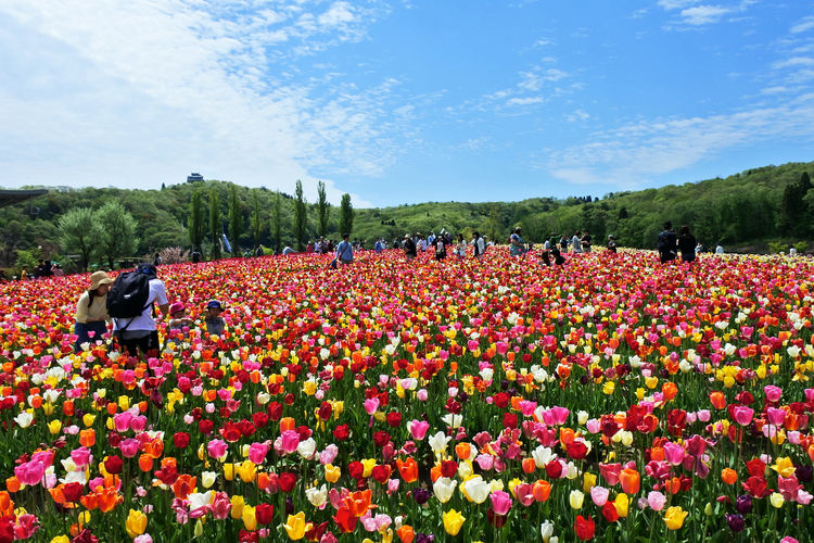国営公園越後丘陵公園の花の丘