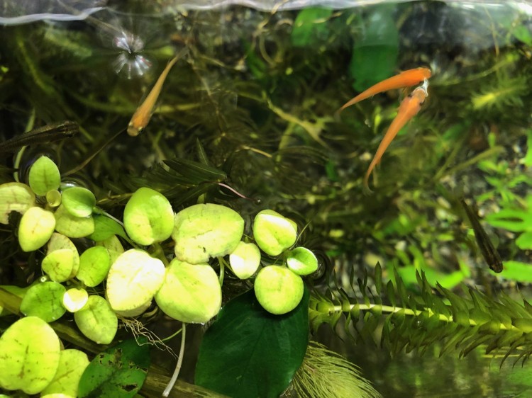 まずはメダカが暮らしやすい環境をつくってあげよう