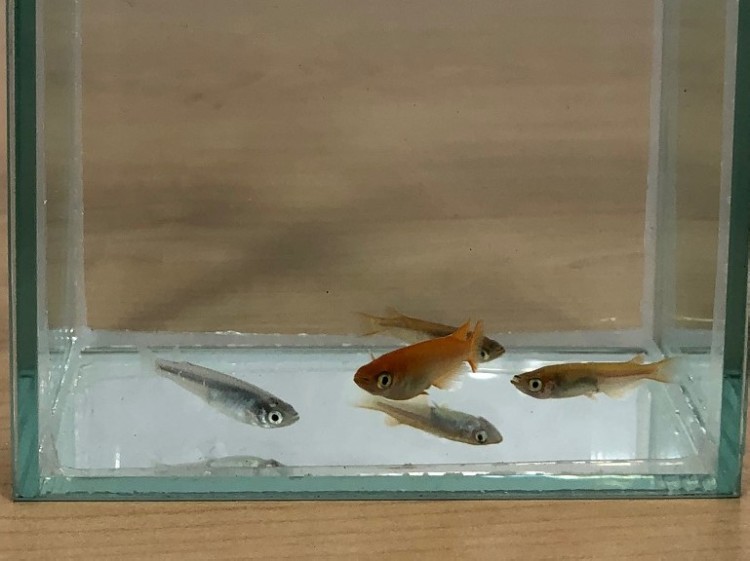 白メダカ、黒メダカ、ヒメダカなどが初心者にはおすすめ