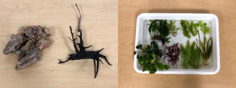 石や流木もぜひ加えたいアイテム（左）。酸素をつくったり、メダカの産卵場所になる水草（右）