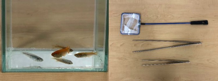 ここではメダカを別の容器に入れていますが、購入したときの袋のままスタンバイするのがよいそう（右）。ピンセットは長めがおすすめ（右）