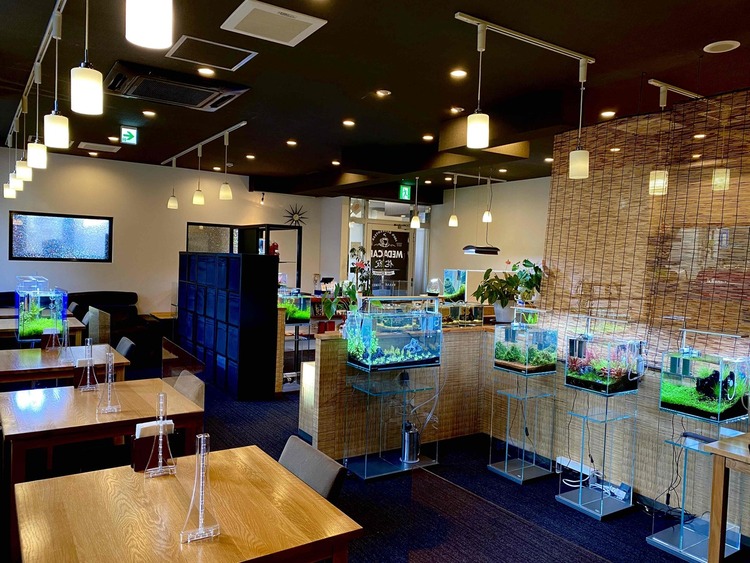 ゆったりした店内にはメダカの水槽が並びます
