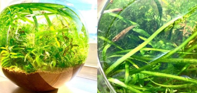 メンテナンス後のボトル。水草が落ち着かず、ちょっと荒れている状態