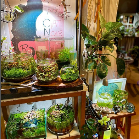 棚には、メダカの水槽や植物などがずらり並びます