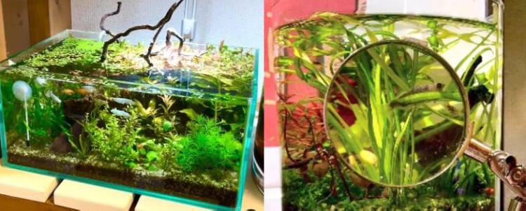 水中の森のような「AQUATIC PLANT FOREST」（左）。ルーペを取り付け、拡大して観察（右）