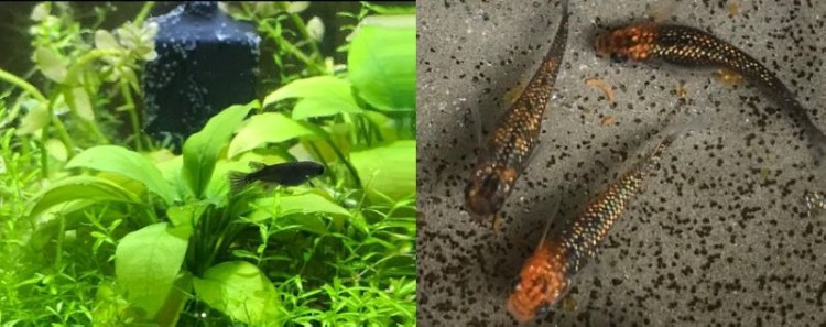 ボトルの中で泳いでいる全身真っ黒のオロチ（左）。ギラギラしている忘却の翼（右）