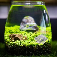 初心者も楽しめるメダ活vol.1～プロが指南するメダカの飼い方Q＆A～
