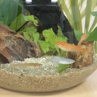 ボトリウムでのメダカ水槽の立ち上げ方～初心者も楽しめるメダ活vol.2～